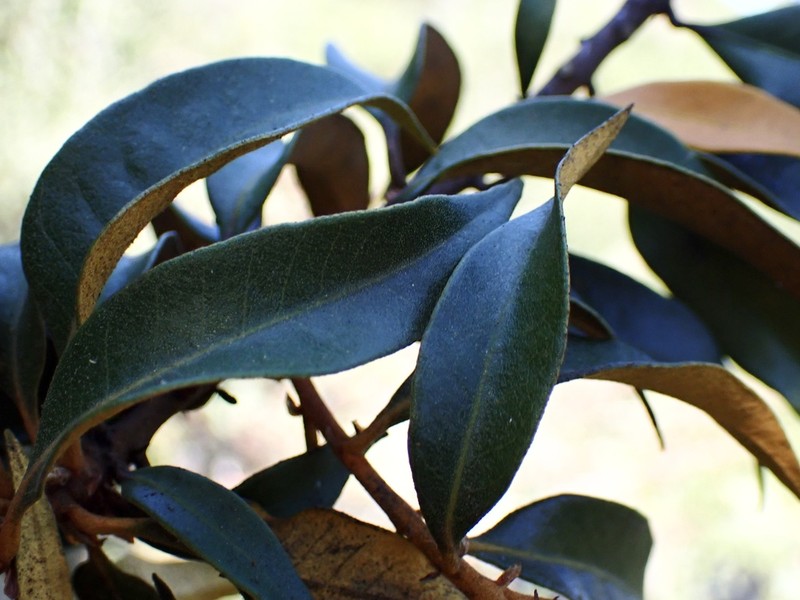 Giant Chinquapin photo 2