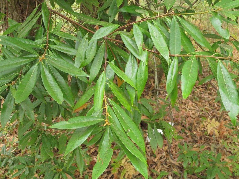 Giant Chinquapin photo 3