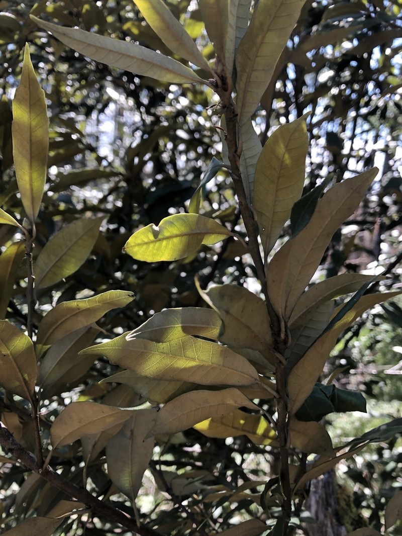 Giant Chinquapin photo 4