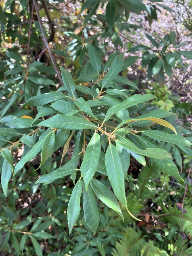 Giant Chinquapin photo 6