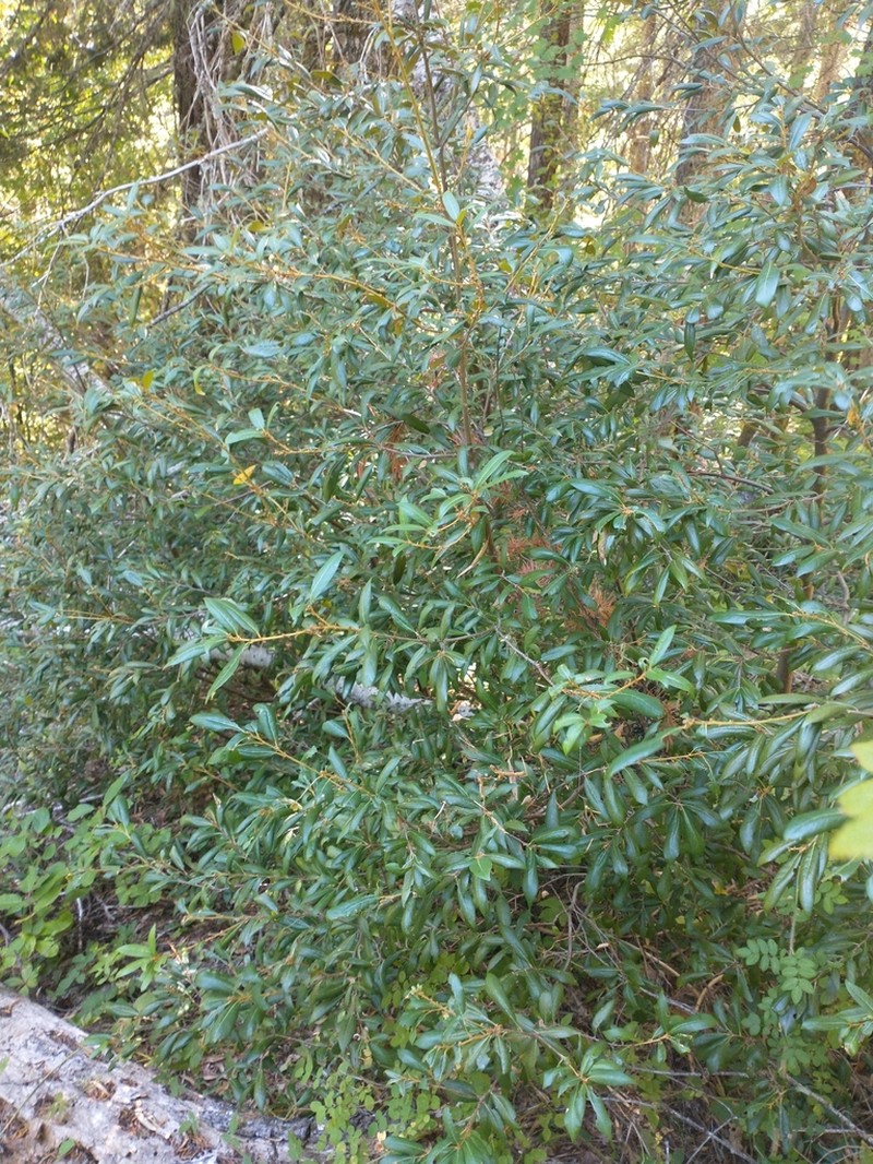 Giant Chinquapin photo 7