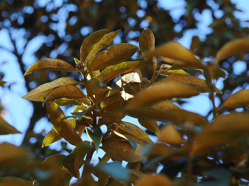 Chrysolepis chrysophylla var. chrysophylla