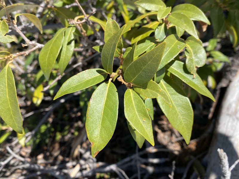 Chrysolepis chrysophylla var. chrysophylla photo 4