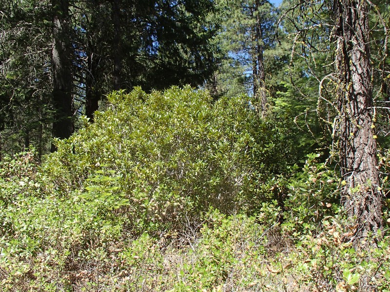 Chrysolepis chrysophylla var. chrysophylla photo 6