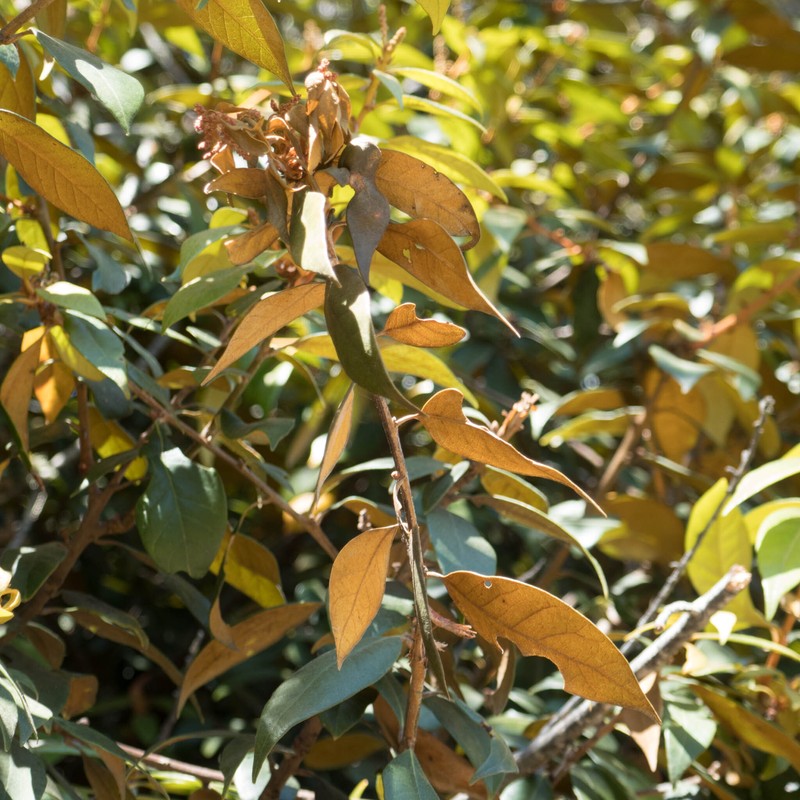 Chrysolepis chrysophylla var. chrysophylla photo 7