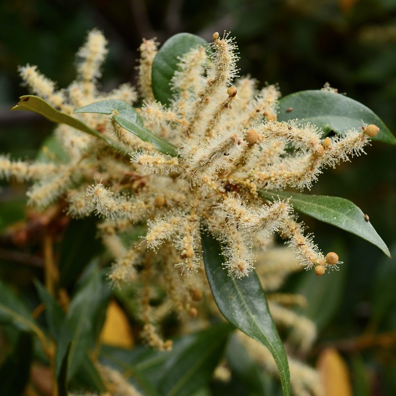 Chrysolepis chrysophylla var. chrysophylla photo 8