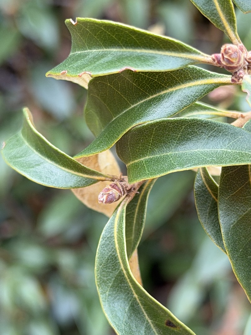 Chrysolepis chrysophylla var. minor