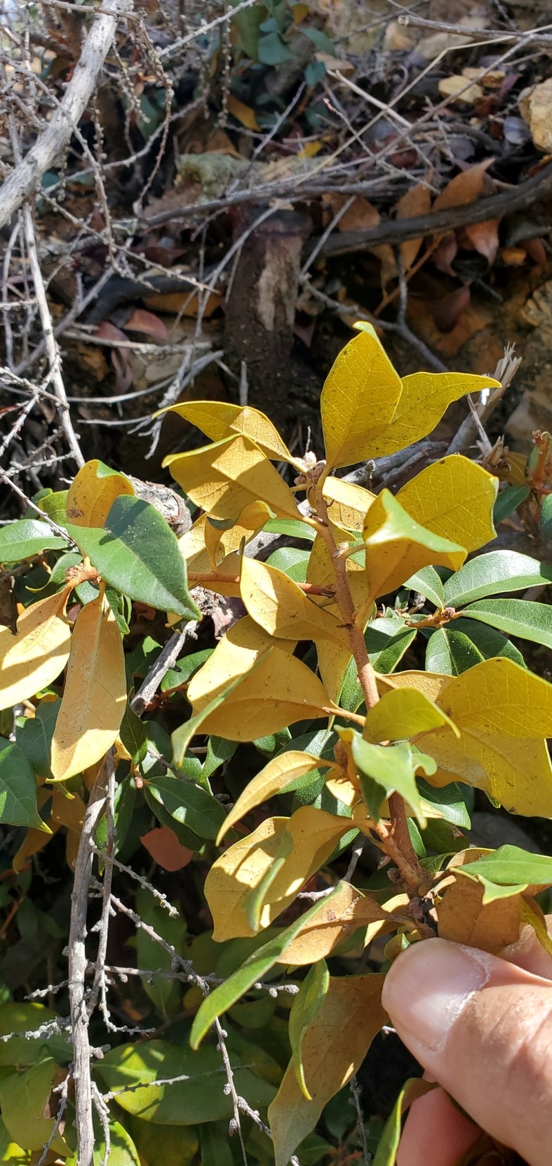 Chrysolepis chrysophylla var. minor photo 2