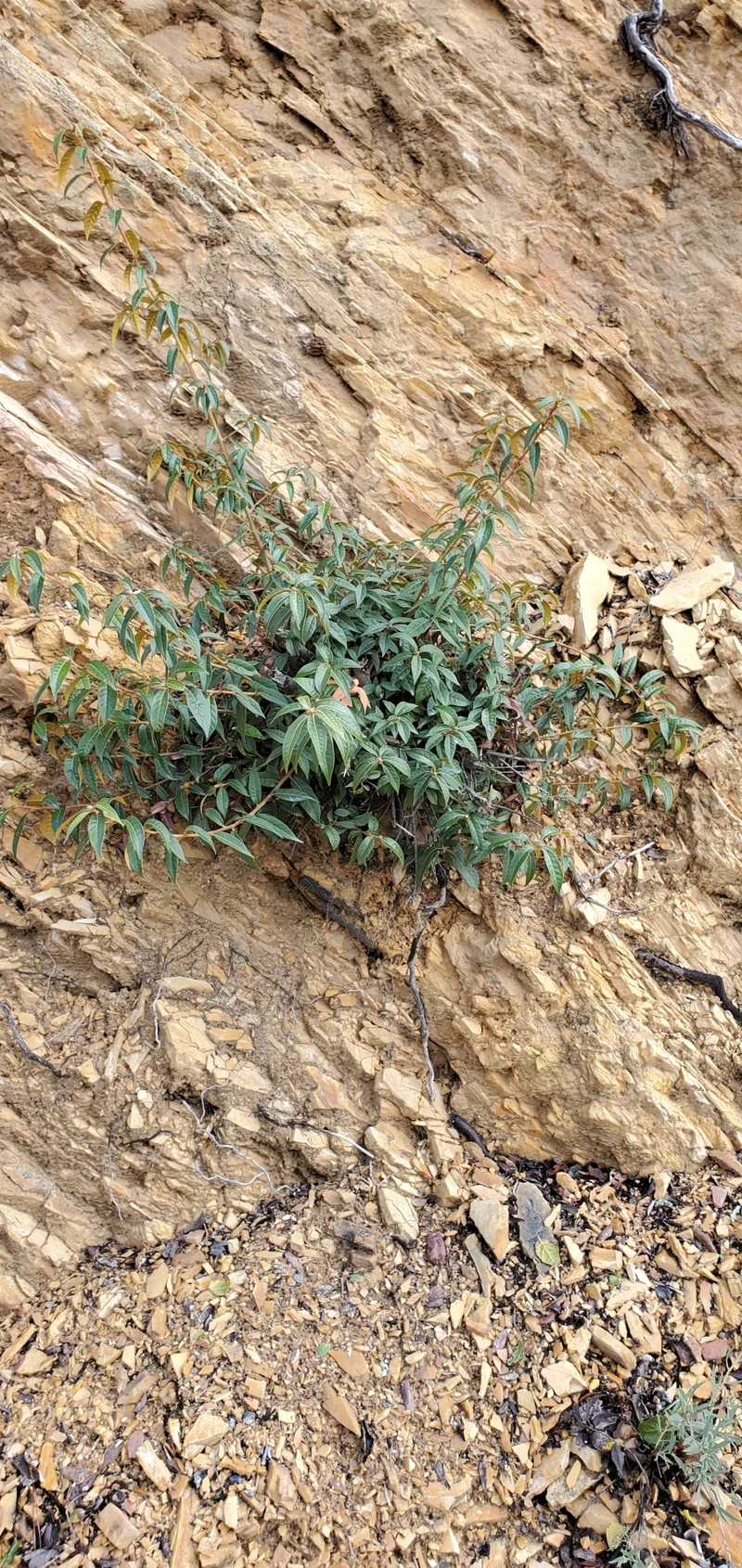 Chrysolepis chrysophylla var. minor photo 3