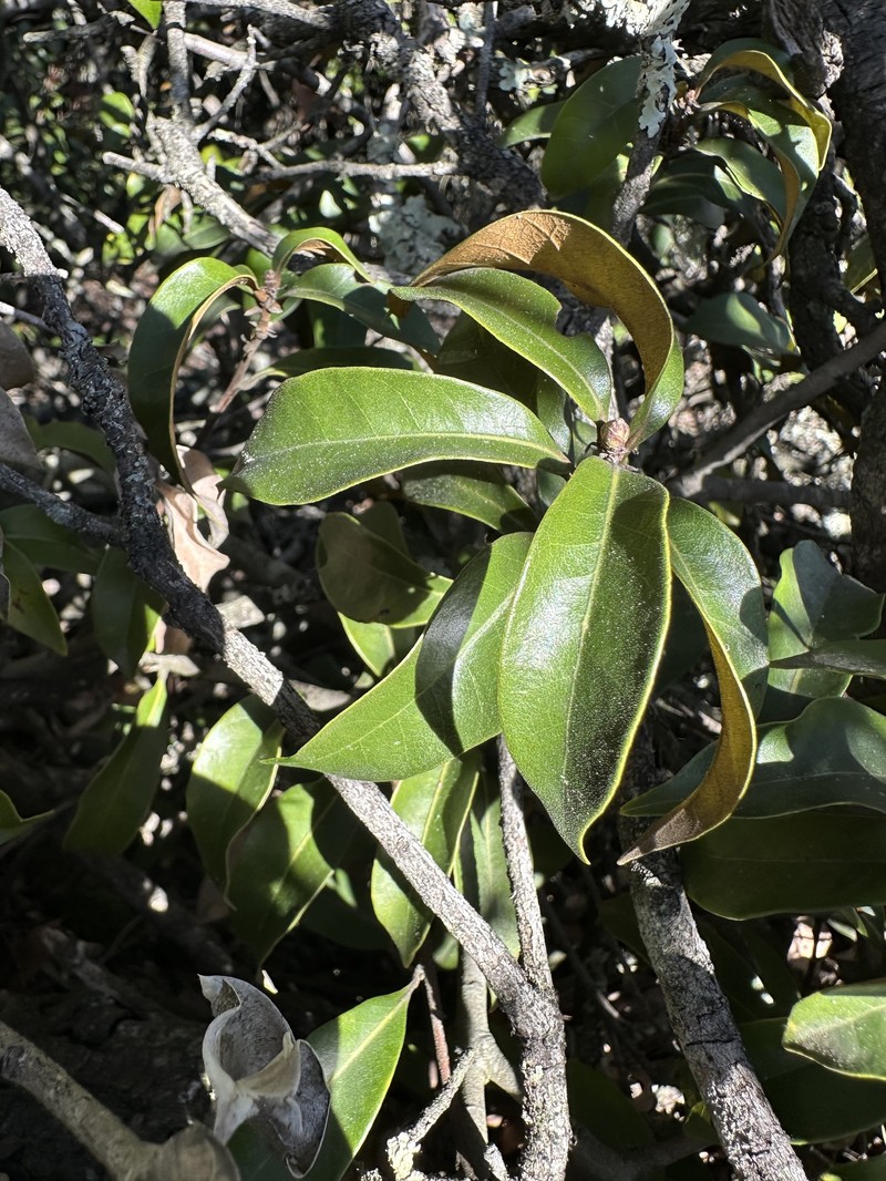 Chrysolepis chrysophylla var. minor photo 4