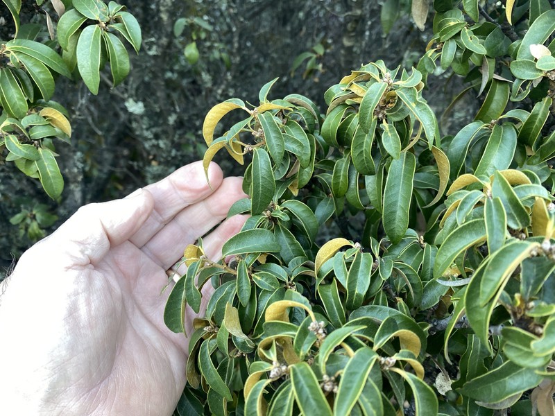 Chrysolepis chrysophylla var. minor photo 5