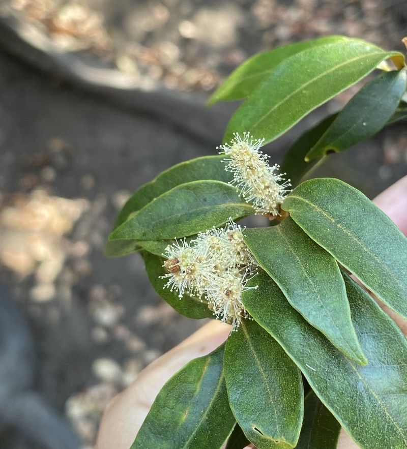 Chrysolepis chrysophylla var. minor photo 6