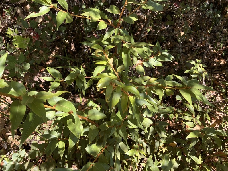 Chrysolepis chrysophylla var. minor photo 7