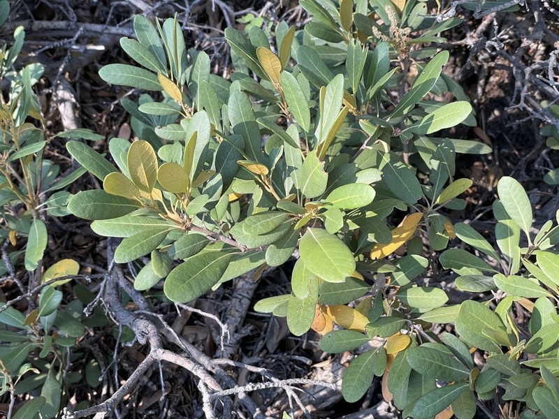 Bush Chinquapin