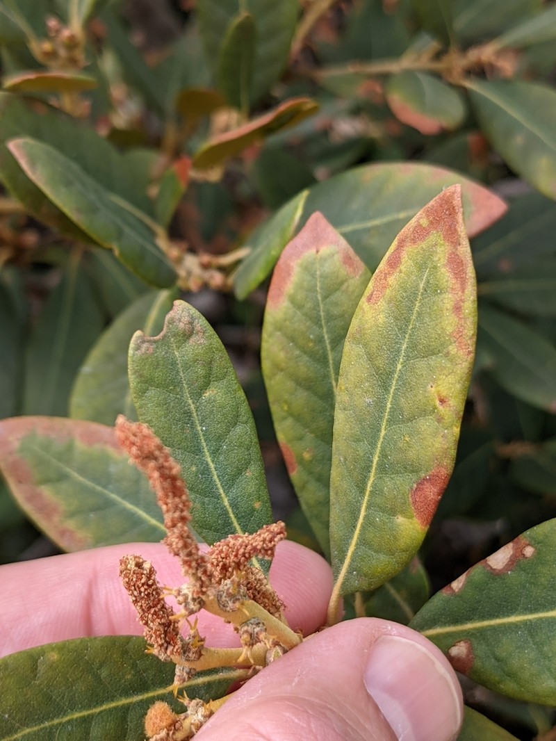 Bush Chinquapin photo 2