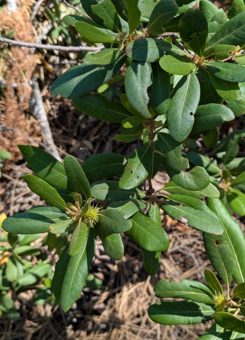 Bush Chinquapin photo 3