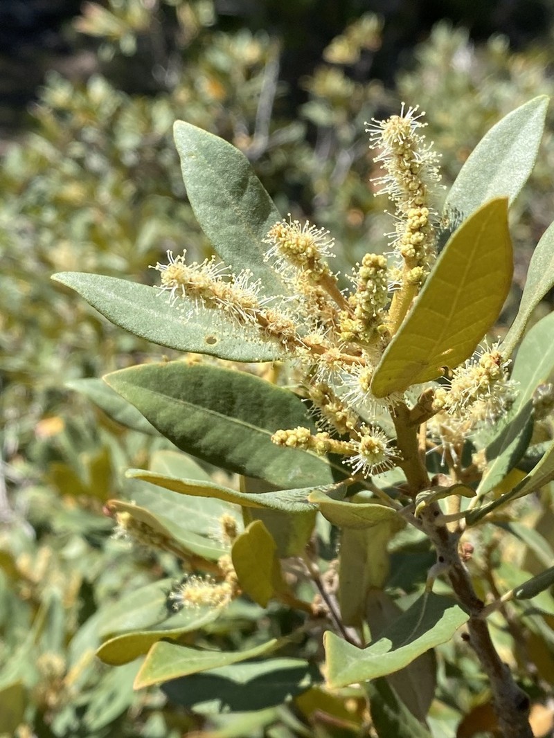 Bush Chinquapin photo 4