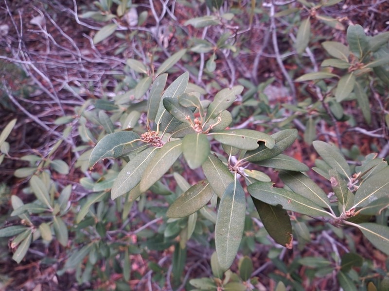 Bush Chinquapin photo 5