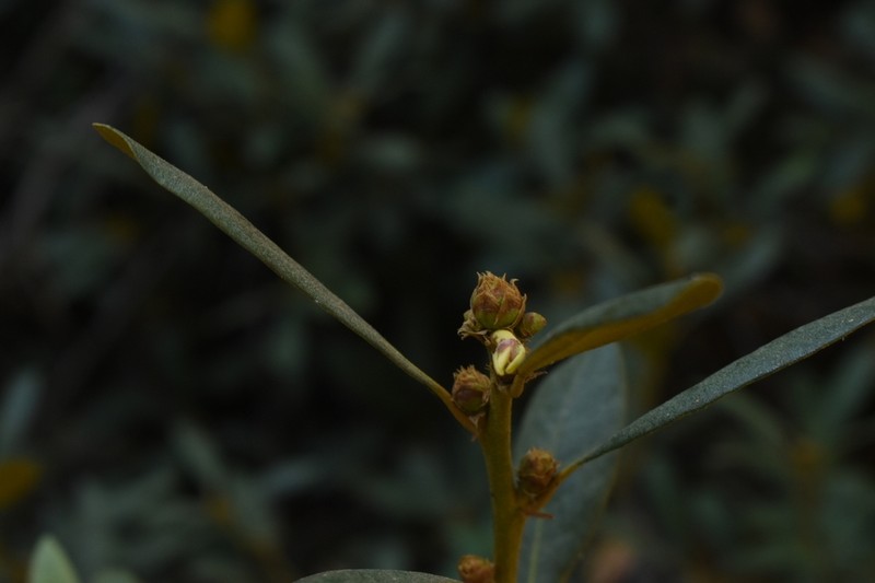 Bush Chinquapin photo 6