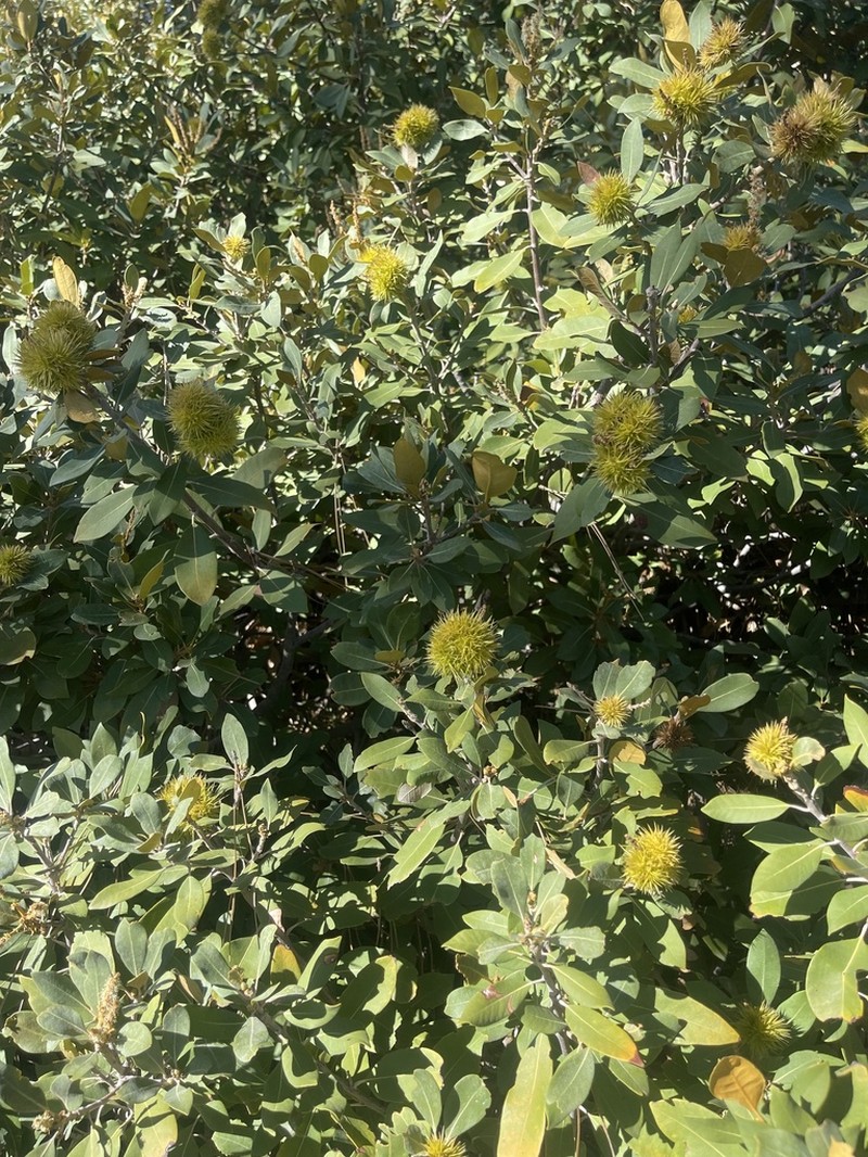 Bush Chinquapin photo 7