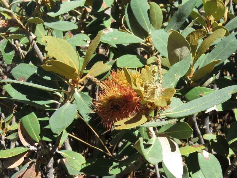 Bush Chinquapin photo 8