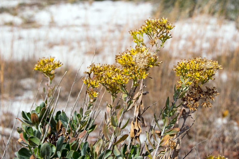 Woody Goldenrod