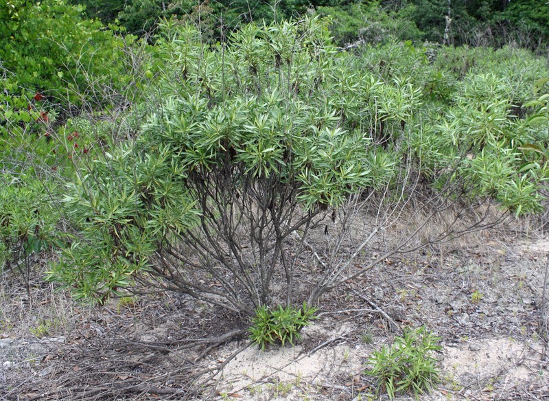 Woody Goldenrod