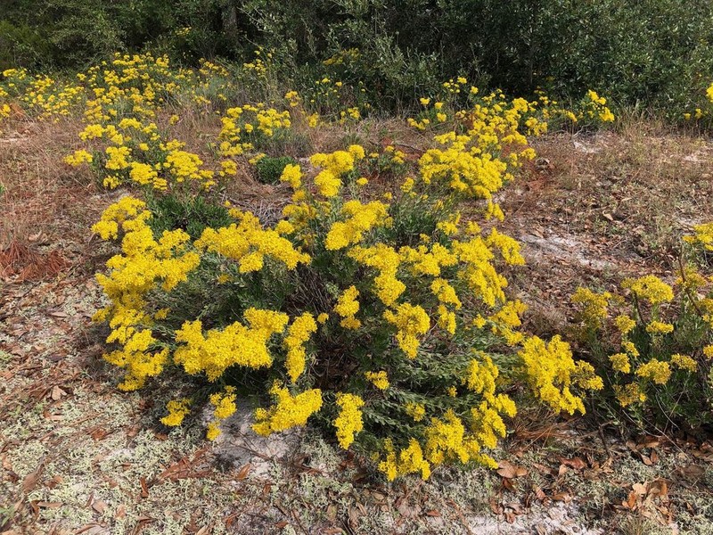 Woody Goldenrod photo 2