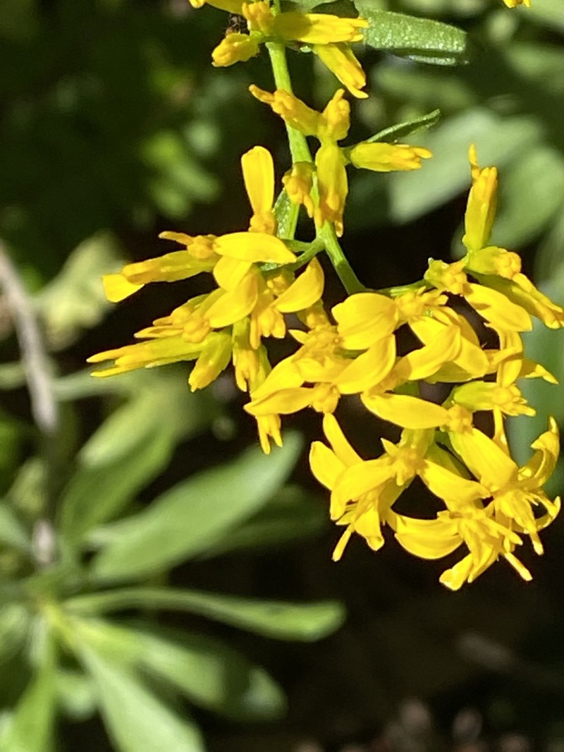 Woody Goldenrod photo 3
