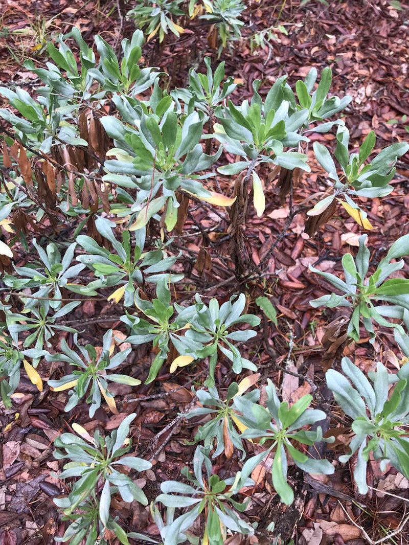 Woody Goldenrod photo 5