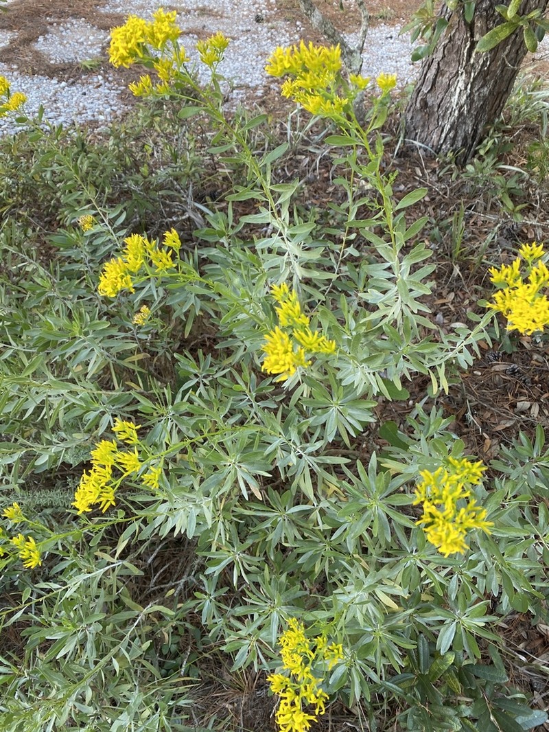 Woody Goldenrod photo 6