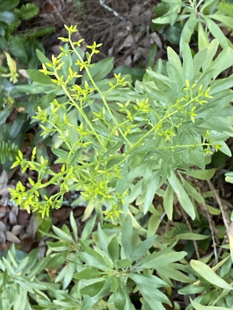 Woody Goldenrod photo 7