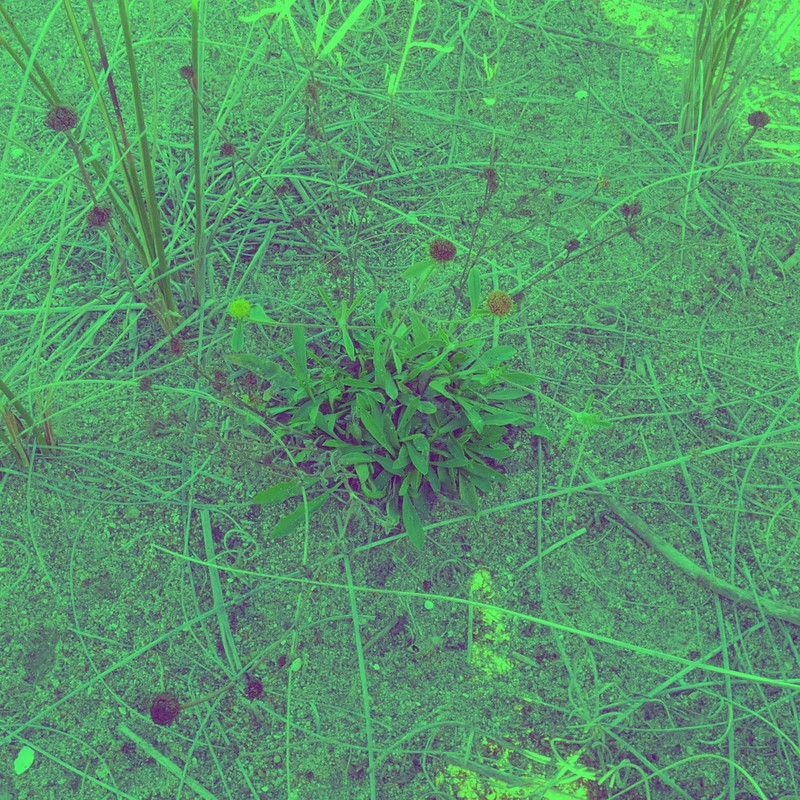 Chrysophtalmum dichotomum