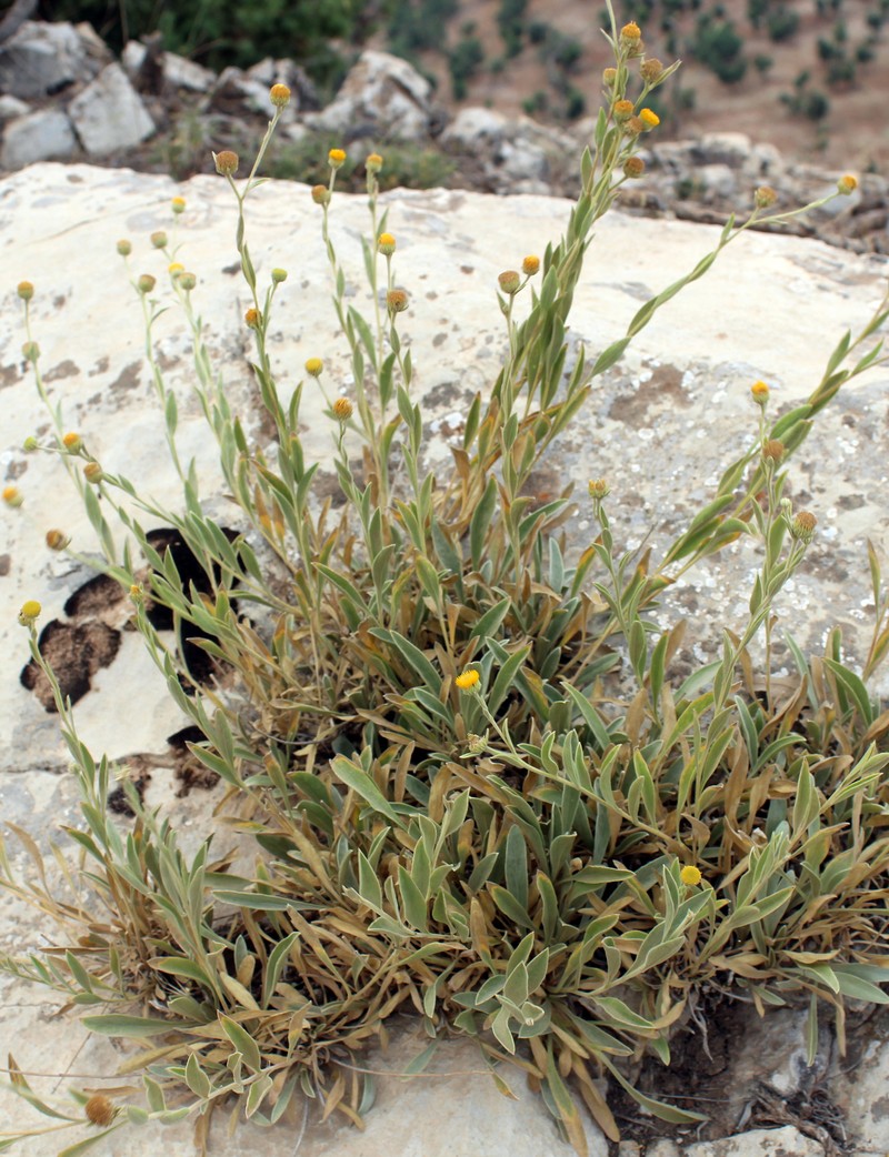 Chrysophtalmum montanum photo 2