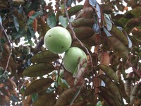 Star Apple