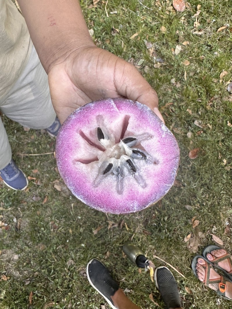 Star Apple photo 2