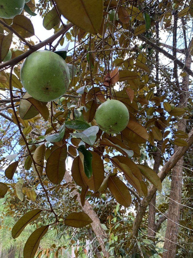 Star Apple photo 3