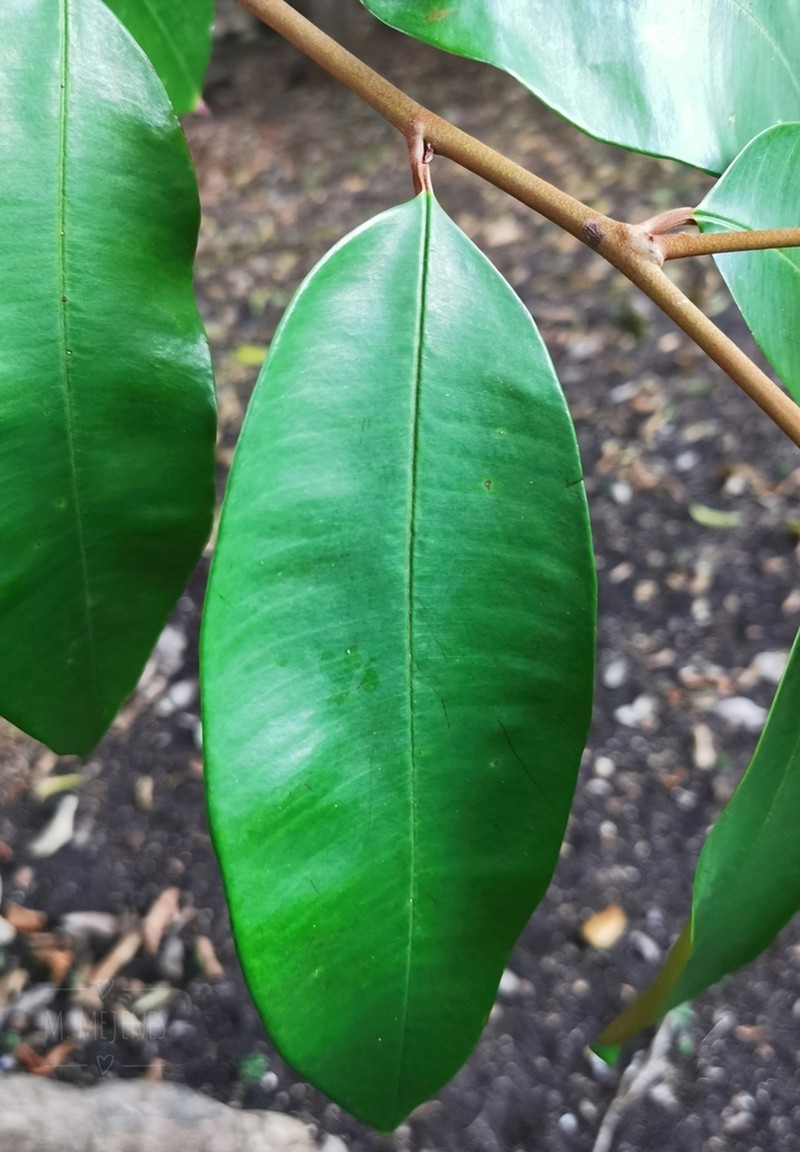 Star Apple photo 4
