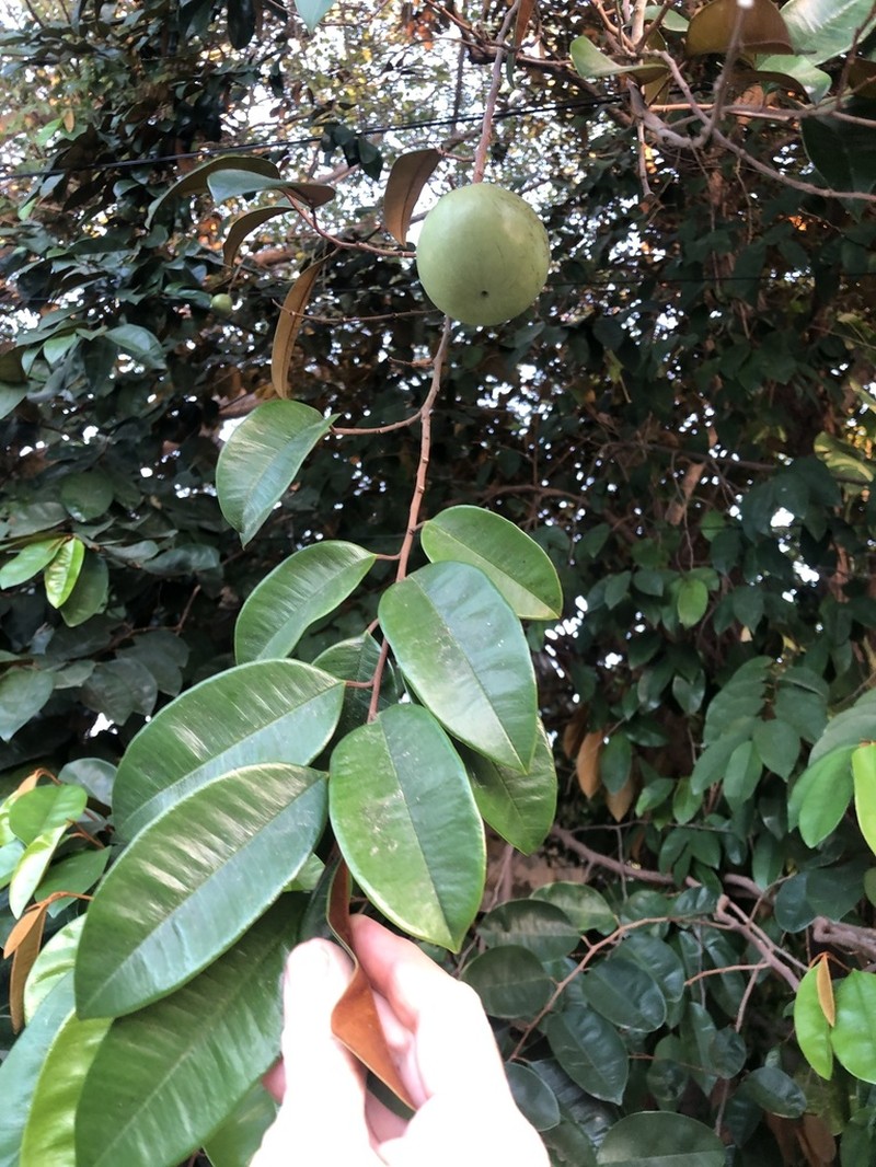 Star Apple photo 5