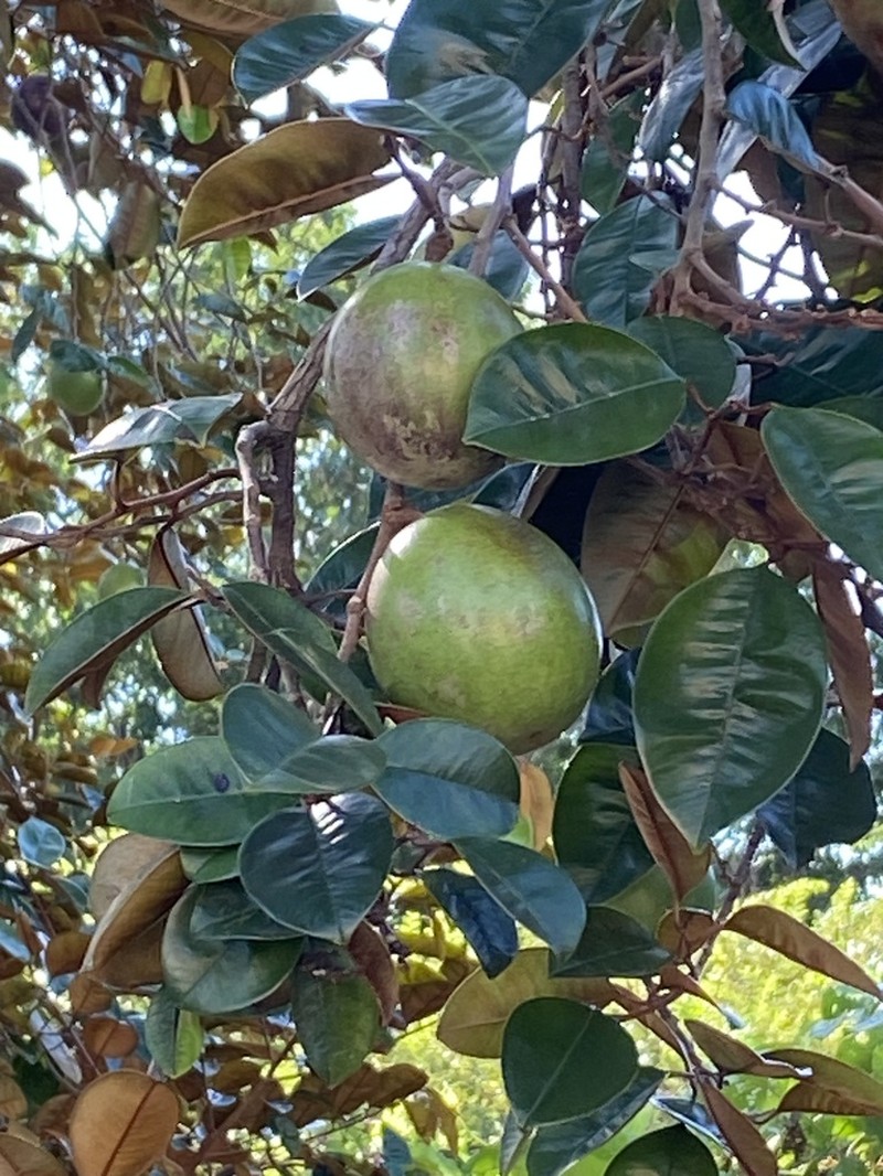 Star Apple photo 6