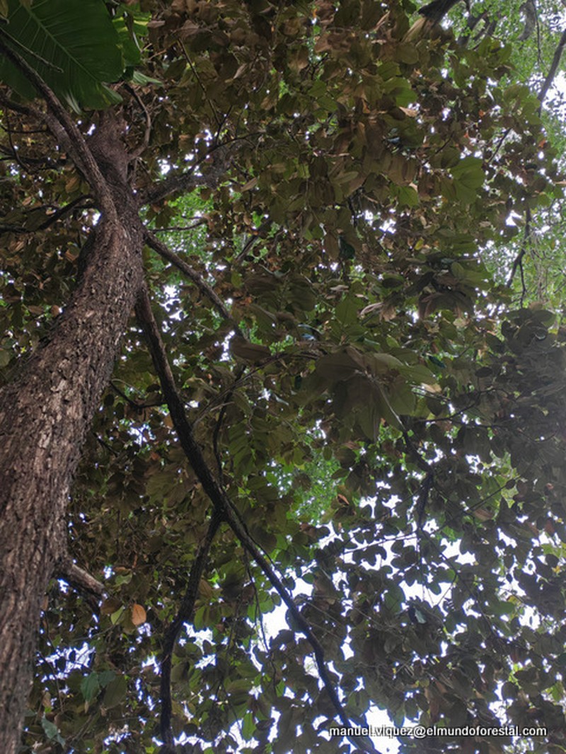 Star Apple photo 7