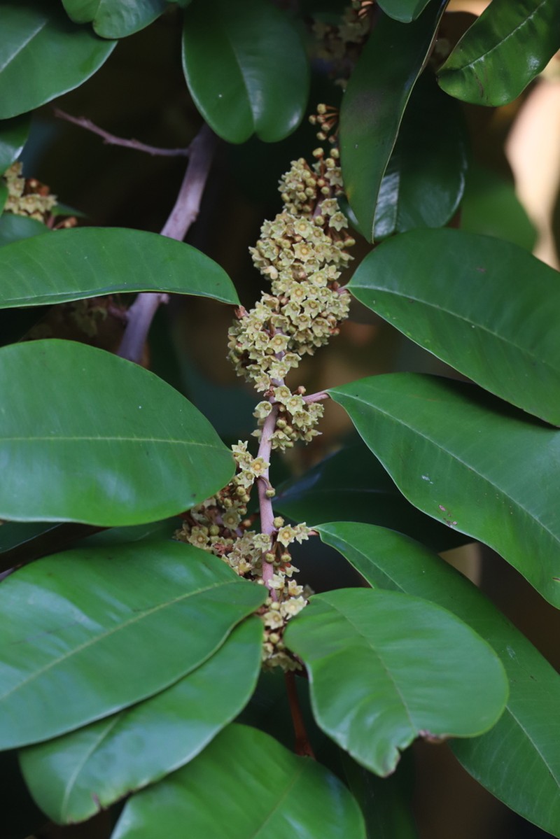Star Apple photo 8