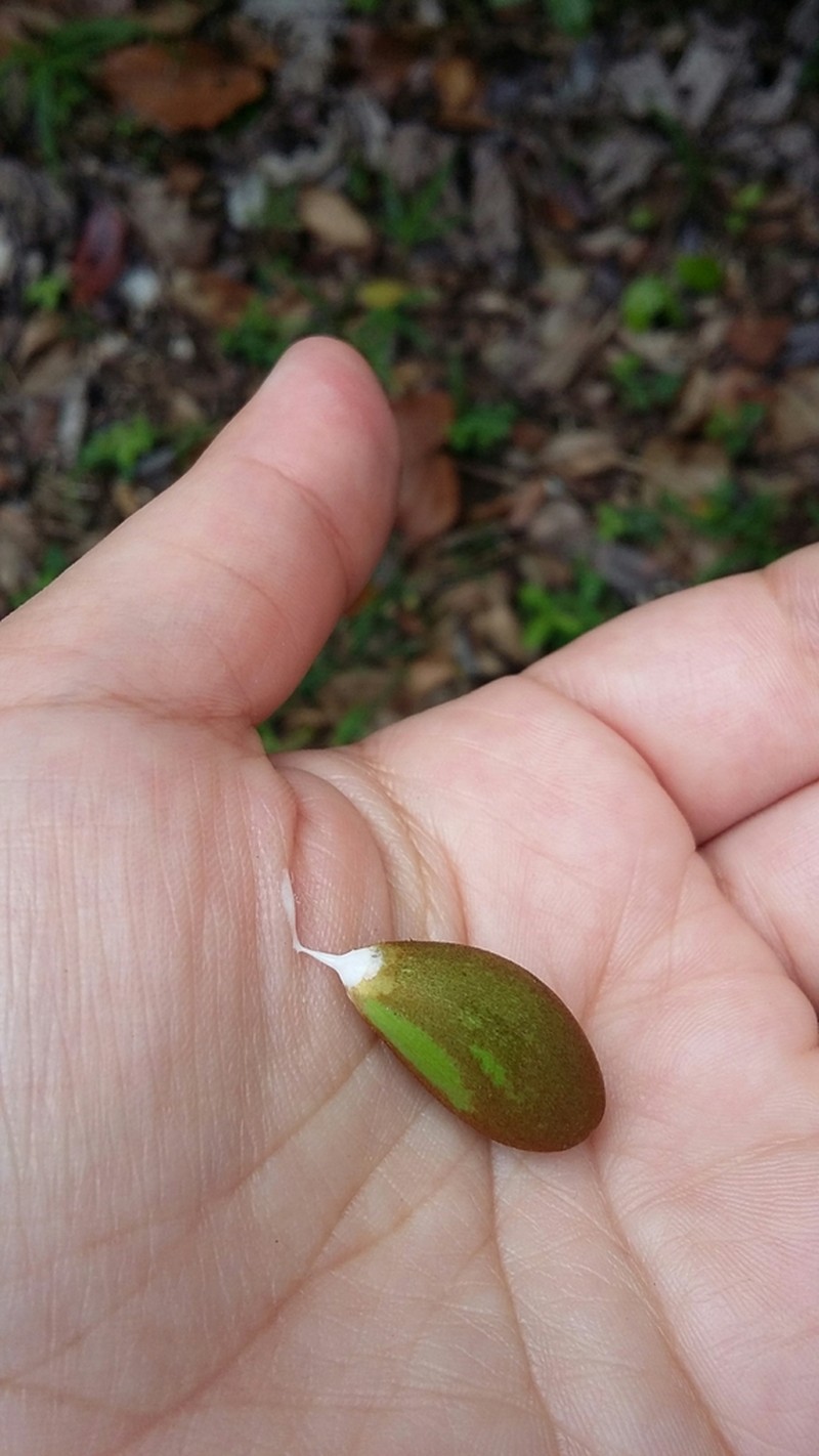 Satinleaf