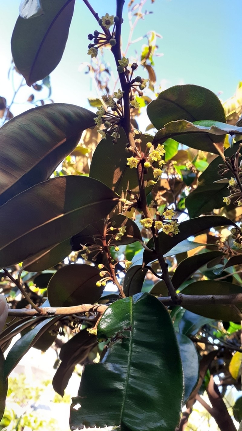 Satinleaf photo 2