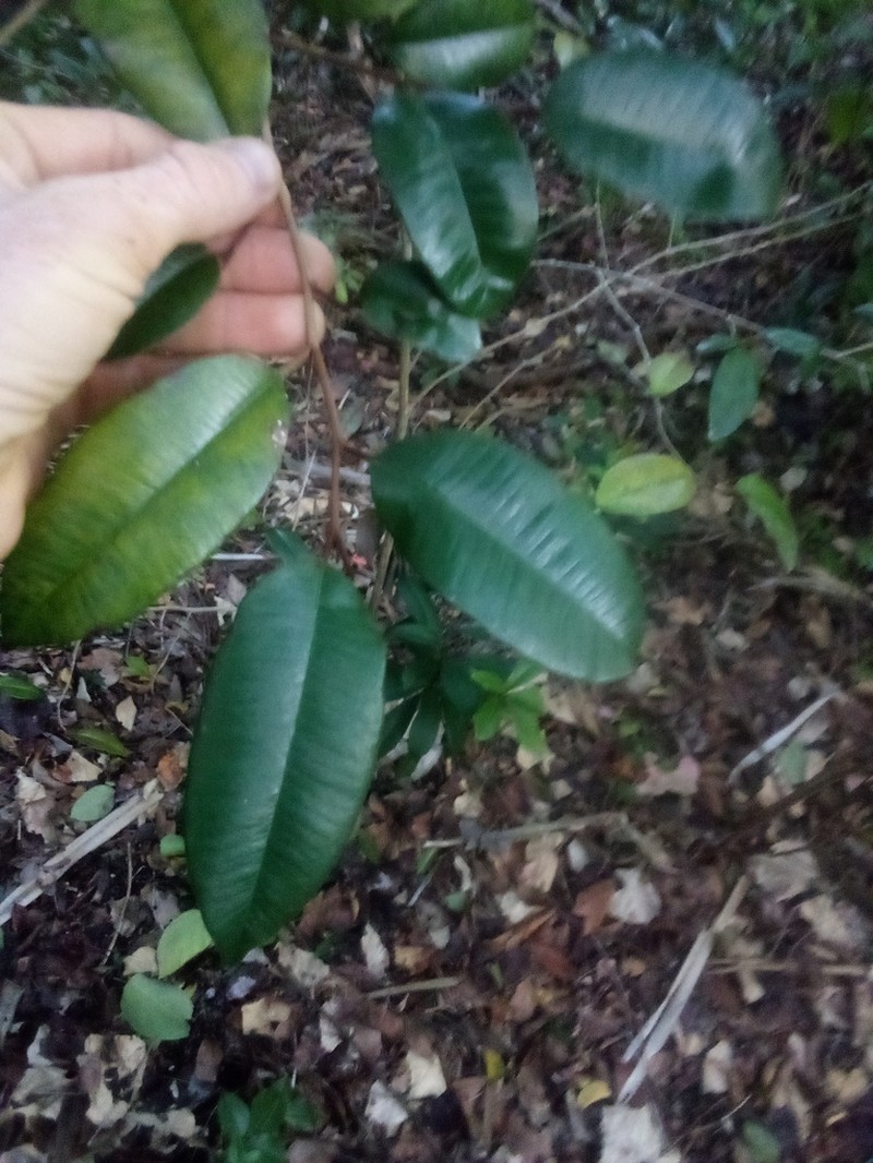 Satinleaf photo 3