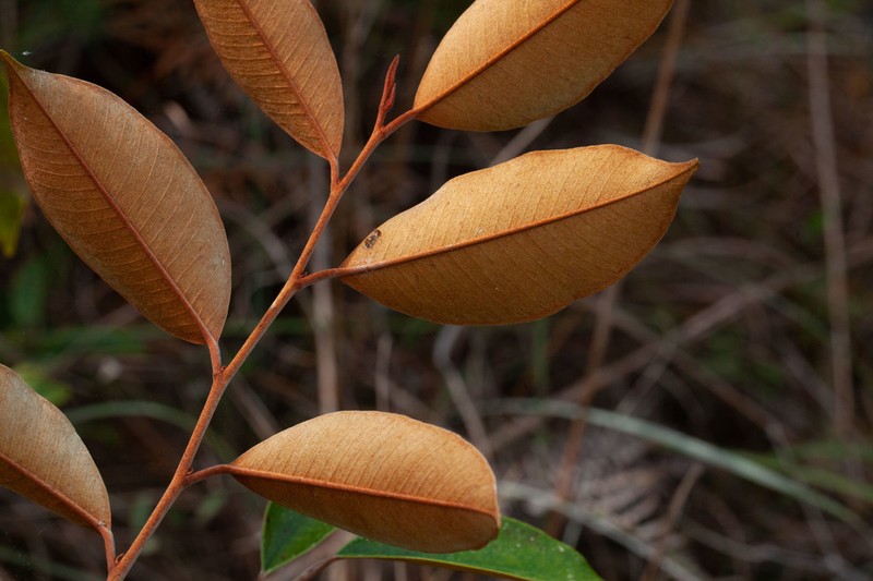 Satinleaf photo 4