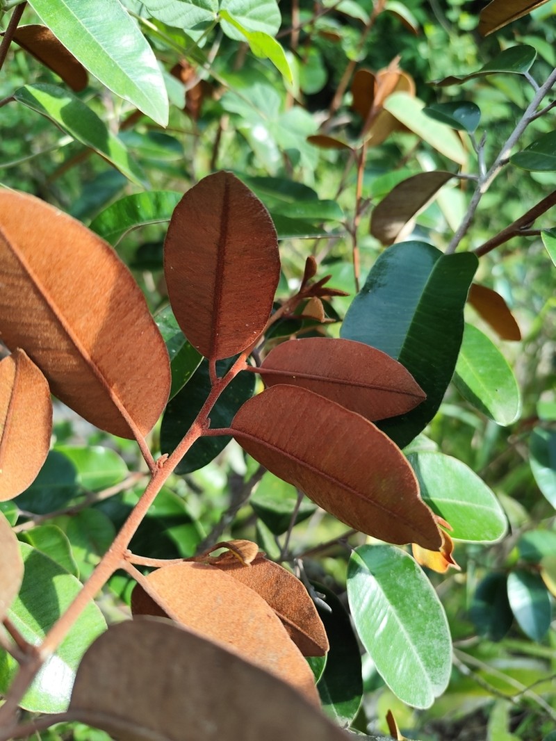Satinleaf photo 5