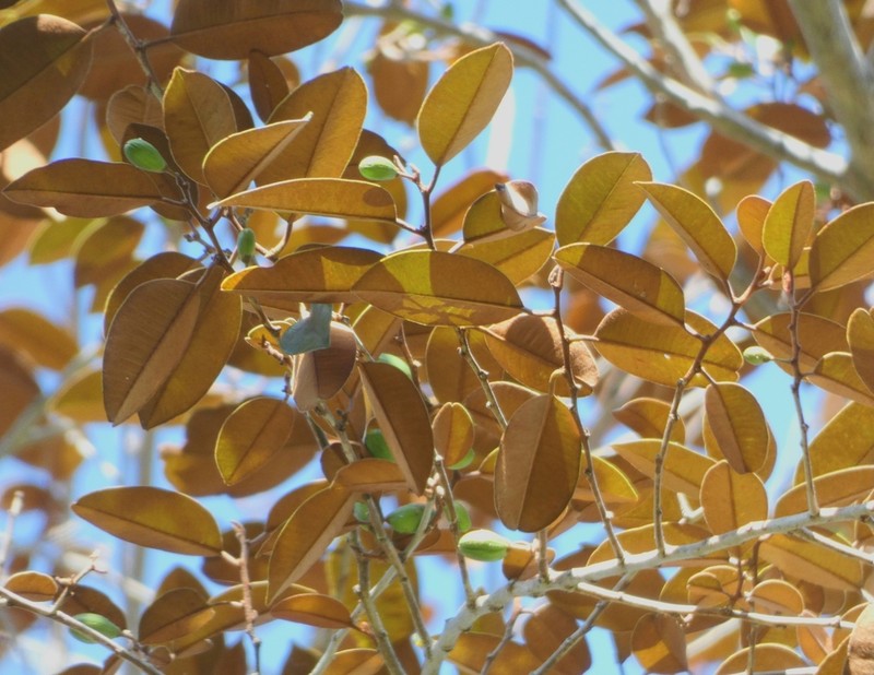Satinleaf photo 6