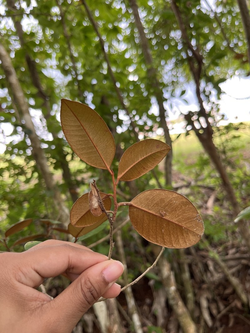 Satinleaf photo 7