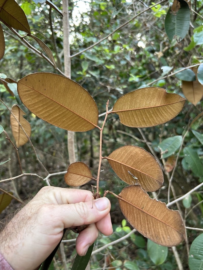 Satinleaf photo 8